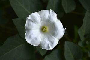 A large white datura flower with green leaves. Large white flowers. photo