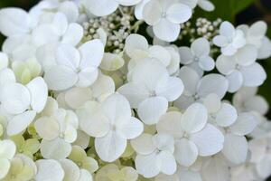 Hydrangea paniculata. The white flowers are paniculate hydrangea. Small white flowers in close-up. photo