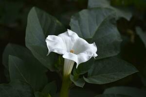 A large white datura flower with green leaves. Large white flowers. photo