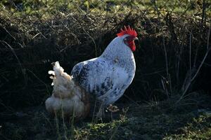 A beautiful mottled black and white cock in the garden. A male poultry. photo