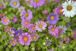 A carpet of multicolored flowers. Pale pink cosmea flowers on a flower bed. Lots of beautiful flowers. photo