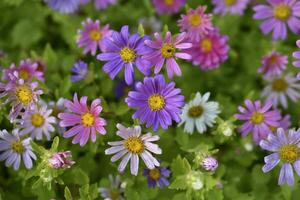 A carpet of multicolored flowers. Pale pink cosmea flowers on a flower bed. Lots of beautiful flowers. photo