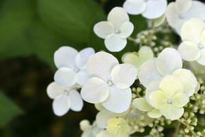Hydrangea paniculata. The white flowers are paniculate hydrangea. Small white flowers in close-up. photo