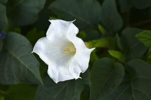 A large white datura flower with green leaves. Large white flowers. photo