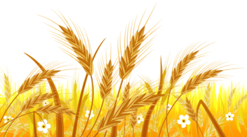 Wheat in the Fields. Banner with Ear Harvest png