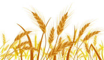 Wheat in the Fields. Banner with Ear Harvest png