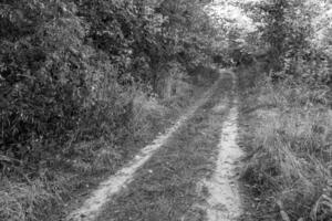 fotografía sobre el tema hermoso sendero en el bosque de follaje salvaje foto