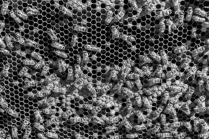 Abstract hexagon structure is honeycomb from bee hive filled photo