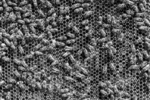 La estructura hexagonal abstracta es un panal de abejas lleno de colmena foto