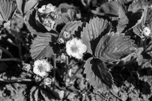 Photography on theme beautiful berry branch strawberry bush with natural leaves photo