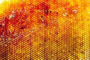 Drop of bee honey drip from hexagonal honeycombs filled with golden nectar photo