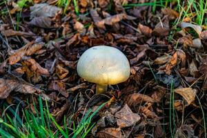 Photography to theme large beautiful poisonous mushroom in forest on leaves background photo