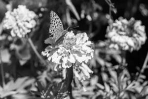 Beautiful flower butterfly monarch on background meadow photo