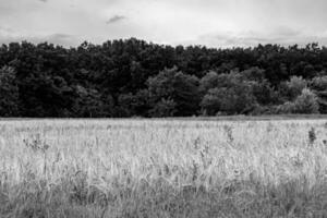 Photography on theme big wheat farm field for organic harvest photo