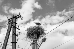 Beautiful wing stork in wooden stick nest on street lamp photo