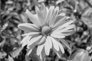 fina flor silvestre creciente aster falso girasol en pradera de fondo foto