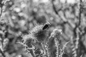 Beautiful wild flower winged bee on background foliage meadow photo