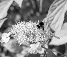 hermosa abeja alada de flores silvestres en el prado de follaje de fondo foto