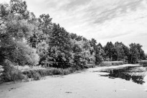 Beautiful grass swamp reed growing on shore reservoir in countryside photo