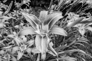 Fine wild growing flower lily liliaceae on background meadow photo