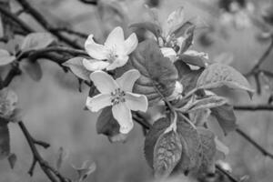 Photography on theme beautiful fruit branch apple tree with natural leaves under clean sky photo