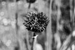 Flor de belleza salvaje con néctar que florece en el campo de campo foto