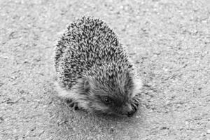 fotografía en tema hermosa espinoso pequeño erizo va dentro denso salvaje bosque foto