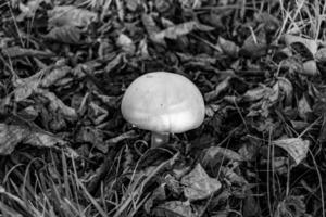 Photography to theme large beautiful poisonous mushroom in forest on leaves background photo