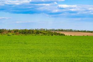 Beautiful horizon scenery in village meadow on color natural background photo