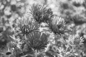 Photography on theme beautiful wild growing flower lampranthus photo