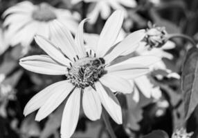 Beautiful wild flower winged bee on background foliage meadow photo