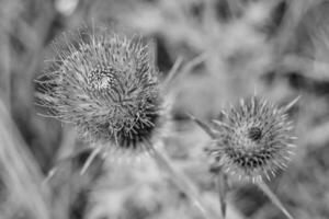 Hermosa flor creciente cardo de raíz de bardana en pradera de fondo foto