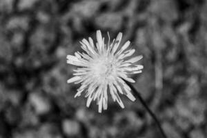 Beautiful wild growing flower seed dandelion on background meadow photo