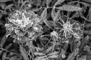 fina flor de caléndula de caléndula de crecimiento silvestre en la pradera de fondo foto