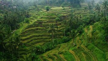 riz terrasses avec paume des arbres dans bali video