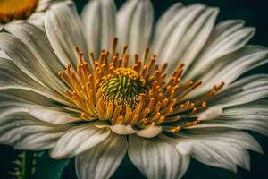 AI generated close up of a white flower with yellow stamen photo