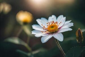 ai generado un blanco flor con amarillo centrar en el medio de un campo foto