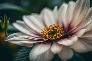 ai generado un cerca arriba de un blanco flor foto