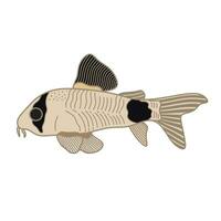 Cartoon Vector illustration corydoras panda fish icon Isolated on White Background