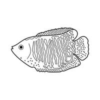 mano dibujado dibujos animados vector ilustración enano gurami pescado icono aislado en blanco antecedentes