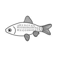 Hand drawn Cartoon Vector illustration gold chinise barb fish icon Isolated on White Background