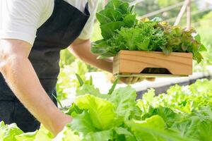 Organic farming, salad farm. Farmers harvest salad vegetables into wooden boxes in rainy. Hydroponics vegetable grow naturally. greenhouse garden, Ecological Biological, Healthy, Vegetarian, ecology photo