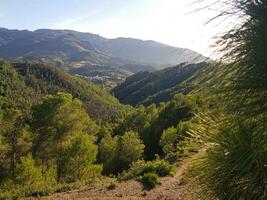 majestuoso pinos y montañas bañado en luz de sol foto