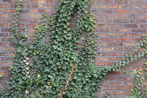 ivy covered brick wall photo