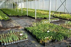 fence in the field iof a nursery photo