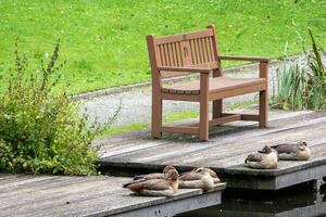 bench in the park photo