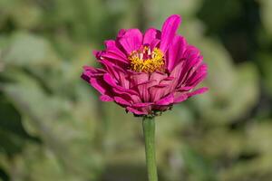 flowers in the autumn sun photo