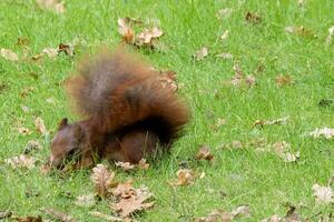 squirrel in the park eating nuts photo