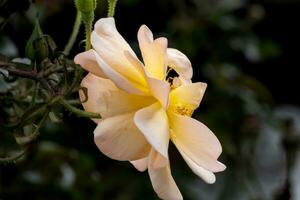 flowers in the autumn sun photo