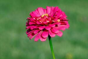 flowers in the autumn sun photo